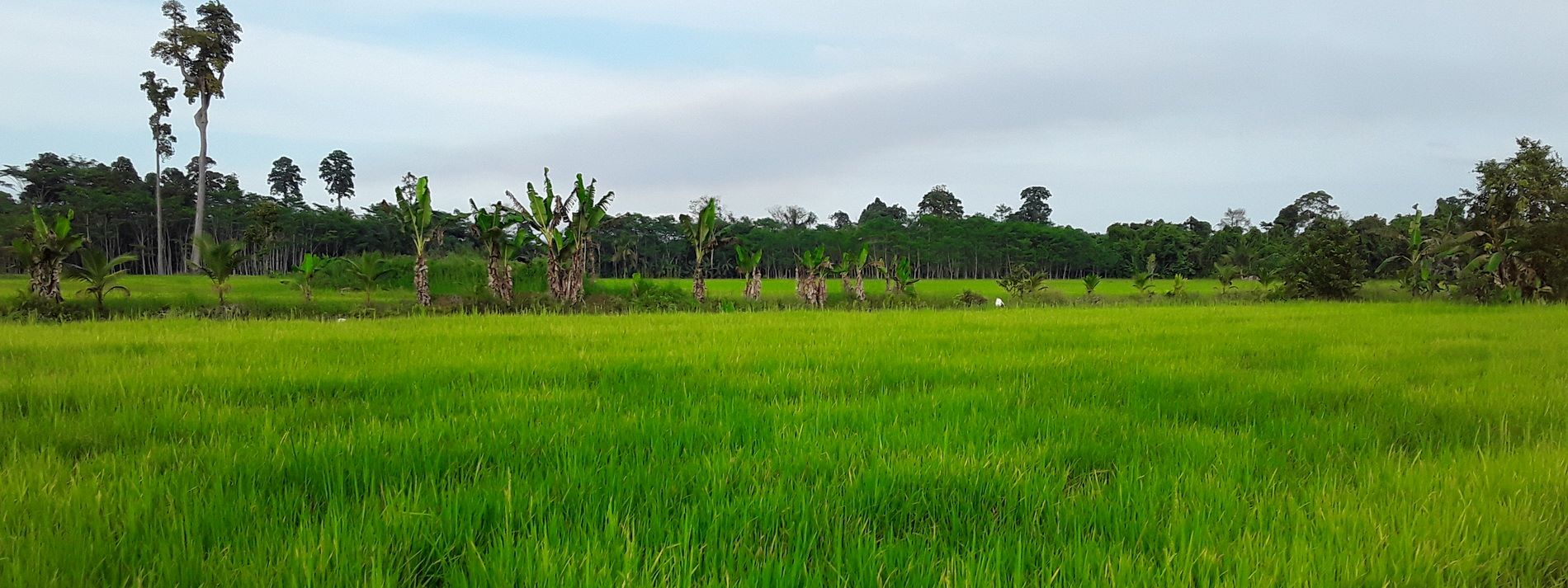 Ein Reisfeld in den Philippinen