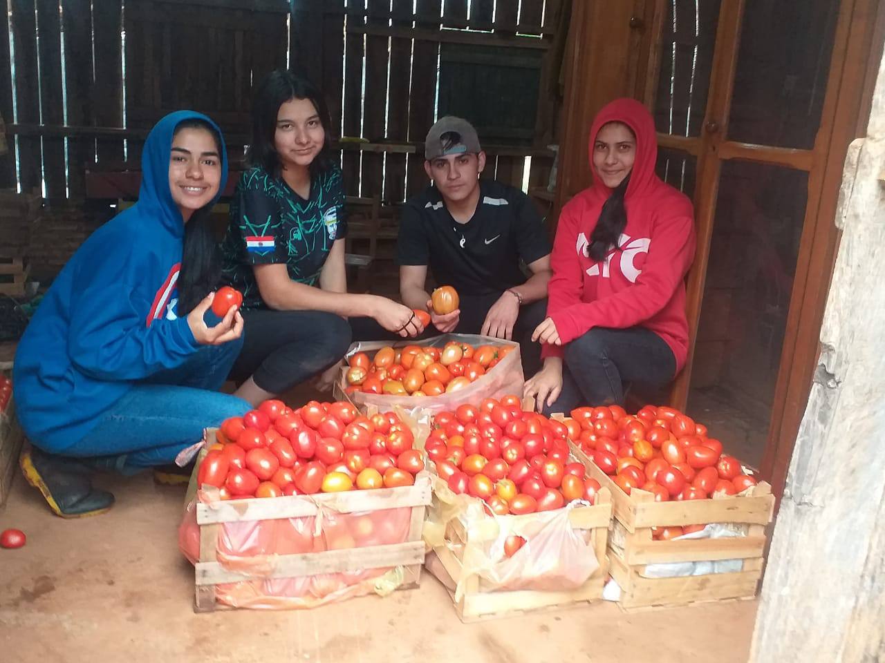 Vier Jugedliche, davon drei Mädchen und ein Junge, knien vor Tomatenkisten in einem Schuppen.
