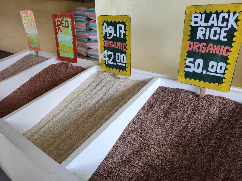 Das Foto zeigt drei Auslagen in einem Geschäft, in welchen unterschiedlich gefärbte Sorten Reis und deren Preise angezeigt sind. Auf den Preisschildern liest man zudem, dass der Reis ökologisch ist.
